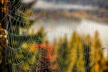 cobweb dew in the forest