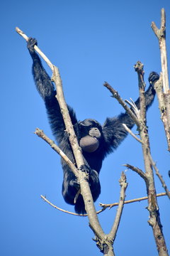 gibboni siamango in cima ad un albero, foto sequenza