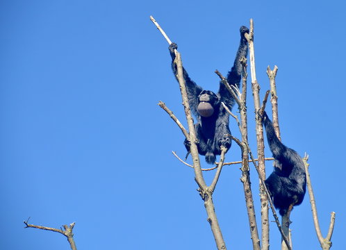 gibboni siamango in cima ad un albero, foto sequenza