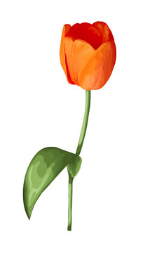 beautiful orange tulip with the effect of a watercolor drawing isolated on white background.