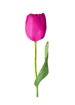 beautiful pink tulip isolated on white background.