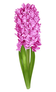 beautiful pink hyacinth isolated on white background.