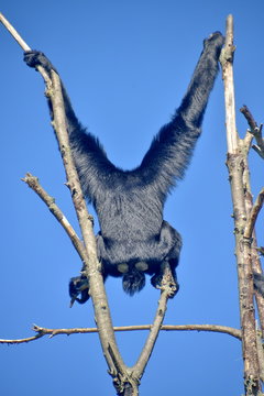 gibboni siamango in cima ad un albero, foto sequenza