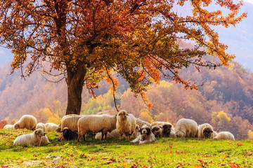 Sheep under the tree in Transylvania - 92114625