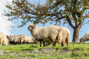 Sheep under the tree in Transylvania