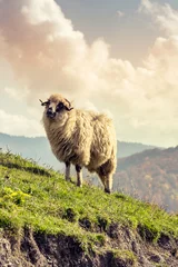 Fotobehang Schaap Group of sheep