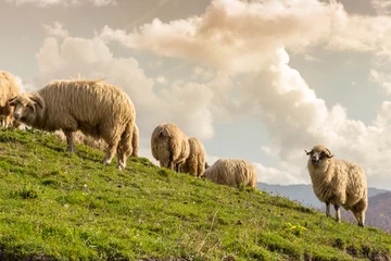 Photo sur Aluminium Moutons Group of sheep