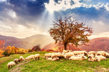 Sheep under the tree and dramatic sky