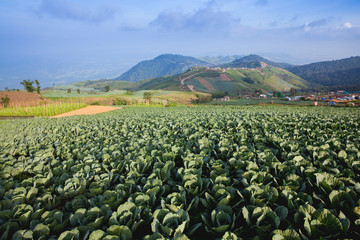 green cabbages in the agriculture fields