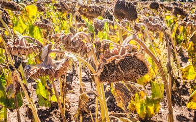 Созревший урожай подсолнухов