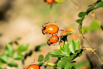 Orange rose hip berries macro photo