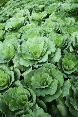 Many rows of green cabbage