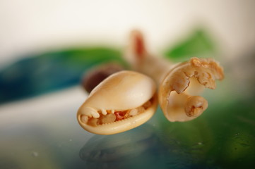 Caracolas marinas sobre cerámica. Macro