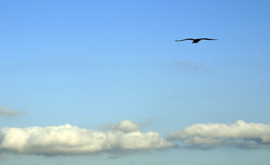 Blue sky with clouds and silhouette of bird flying.
