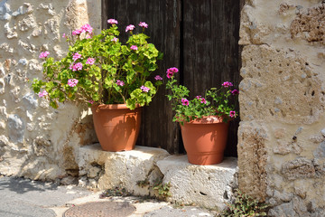 Flowers in pots.