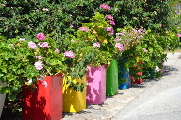 Flowers in pots.