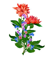 peony flowers isolated on white background