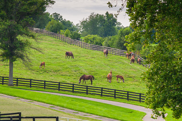 Horses at horse farm. Country landscape.