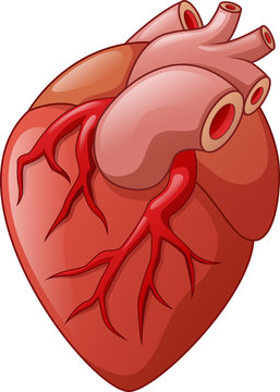 Human heart cartoon illustration