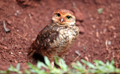 Brazilian Fauna