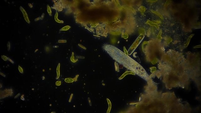 Mikroorganismen unter dem Mikroskop - 1080p Full HD