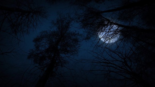 Moving Under Trees With Full Moon At Night