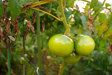 グリーントマト