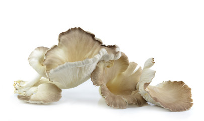 oyster mushroom on white background