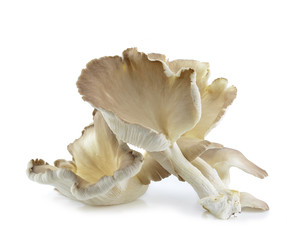 oyster mushroom on white background
