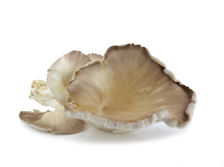 oyster mushroom on white background
