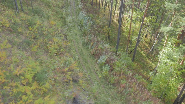 the road in the wood among trees it is removed in flight over the roadя, 4K
