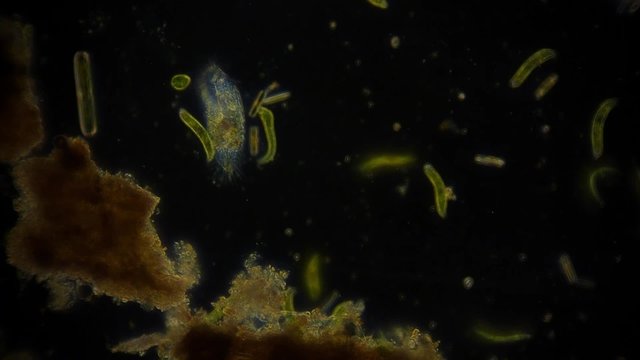 Plankton unter dem Mikroskop - 1080p Full HD