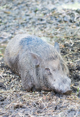 wild boar in farm