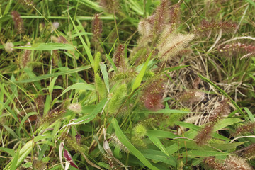 Setaria