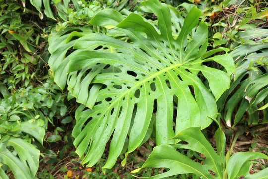 Hawaiian wild Monstera