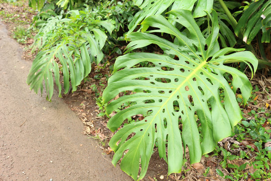 Hawaiian wild Monstera