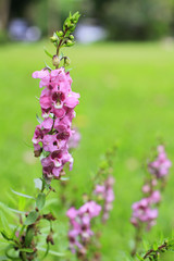 Obraz premium Small Purple flower in the morning light