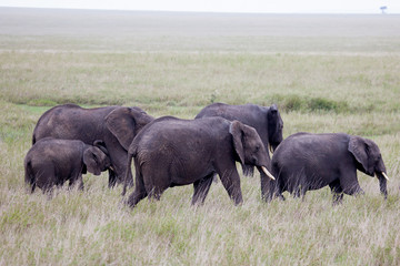Naklejka na ściany i meble Herd of African elephant, Amboseli National Park, Kenya, Africa