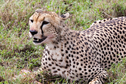 Cheetah eating its meal in Serengeti National park, Tanzania, Africa