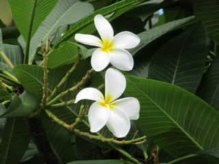 Hawaiian plumeria tree