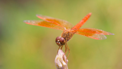 Dragonfly with flowers