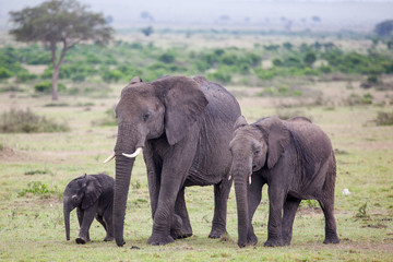 An African Elephants (loxodonta) is walking with two baby elephants in Amboseli National Park, Kenya, East Africa.