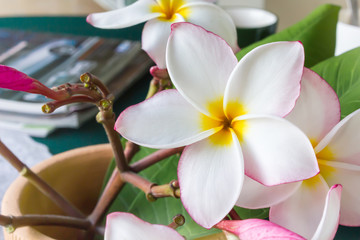 beautiful nature flower plumeria  easily decorated on table