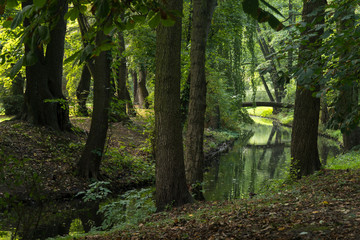 Obraz premium Idylle - Brücke im Wald
