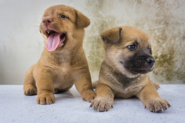 Obraz premium The twin puppies loving 