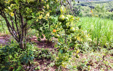 orange tree on highland view