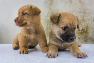 The twin puppies love
