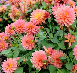 Dahlias