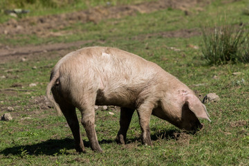 Fototapeta premium Cochon