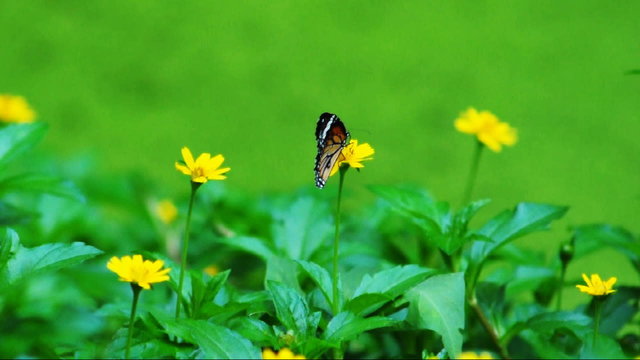 butterfly on flowers